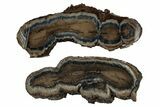 Mammoth Molar Slices With Case - South Carolina #350014-1